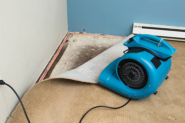 Best Ceiling water damage repair  in Luray, VA